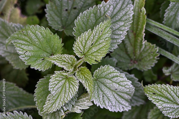 Fototapeta green nettle leaves, cold season, first frosts. Close-up of nettle leaves covered with frost, showcasing intricate texture and icy crystals, conveying the beauty and cold of a winter morning