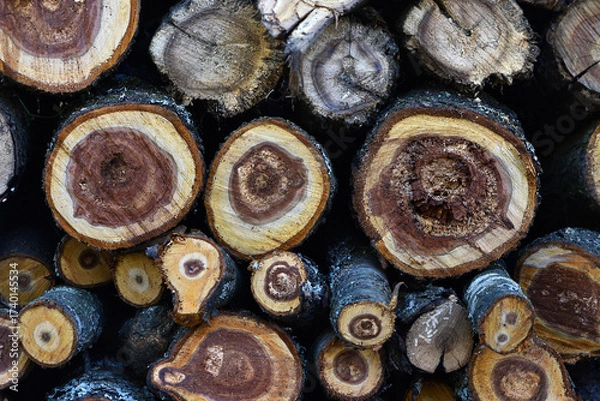 Fototapeta Firewood close-up. Preparing firewood for the winter, preparing for the heating season. tree trunks in nature. many cut tree trunks. Front view. Natural background.