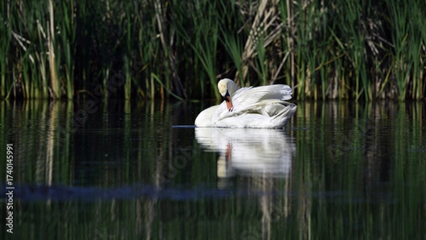 Fototapeta White mute swan with opened wings in the water on a sunny day. White mute swan close up with water splashes. beauty in nature, wild bird swimming on the river. spring season, summer time
