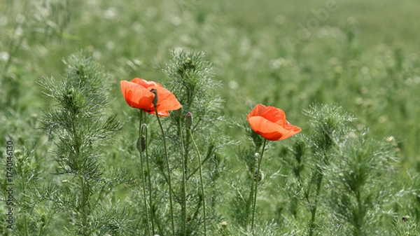 Fototapeta poppies. delicate petals of red poppies in the sun. background with red poppy flowers. Beautiful red poppy flower and buds isolated on a light background. wild flower, beauty in nature. close-up