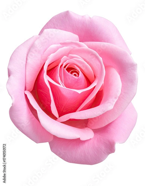 Fototapeta Close-up of a single, vibrant pink rose