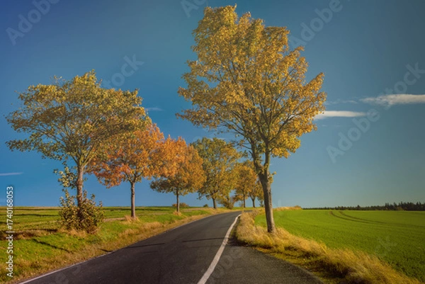 Obraz Straße mit Bäumen im Herbst Landschaft