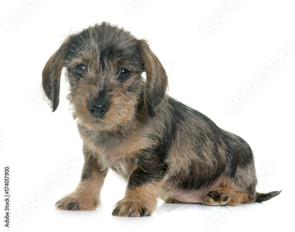 Obraz puppy Wire haired dachshund