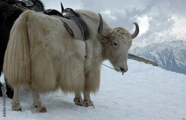 Obraz yak in himalayas