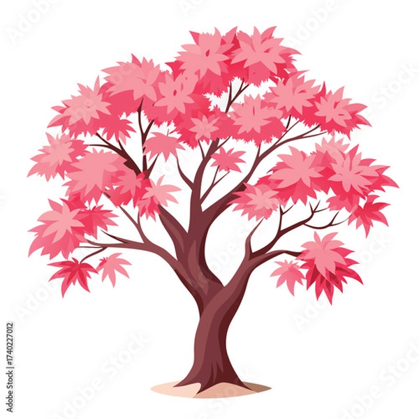 Fototapeta Shirazz Japanese maple, showcasing spectacular pink and variegated spring foliage that darkens in summer, a beautiful multi-stemmed specimen.