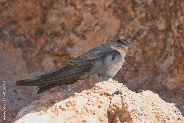 Obraz Kaya kırlangıcı » Eurasian Crag Martin » Ptyonoprogne rupestris