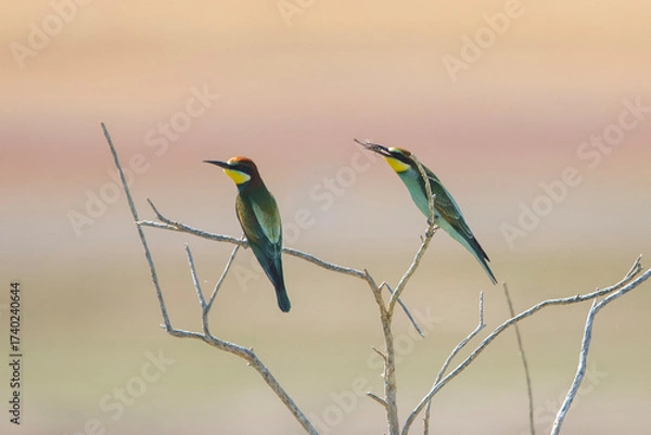 Obraz Arıkuşu » European Bee-eater » Merops apiaster