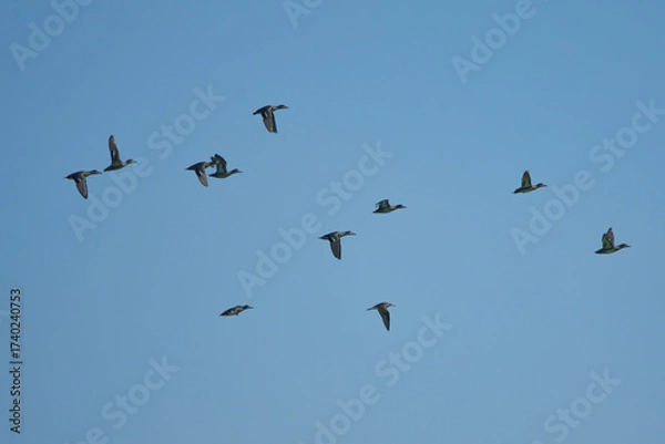 Obraz birds in flight