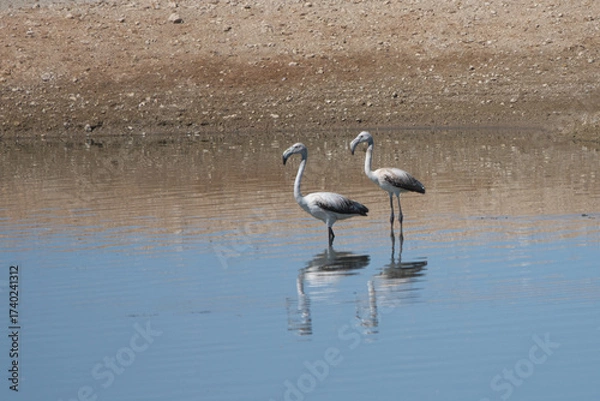 Obraz Flamingo » Greater Flamingo » Phoenicopterus roseus