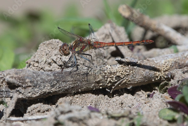 Obraz grasshopper on the ground