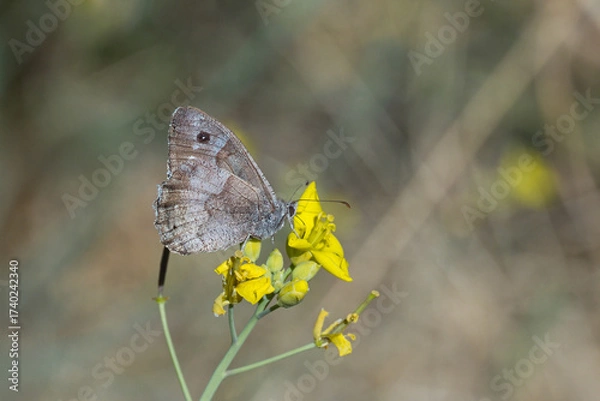 Obraz Ağaç Karameleği » Hipparchia statilinus » Tree Grayling