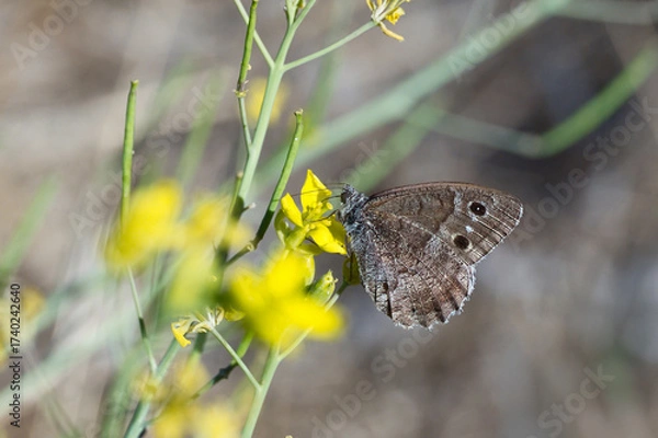 Obraz Ağaç Karameleği » Hipparchia statilinus » Tree Grayling
