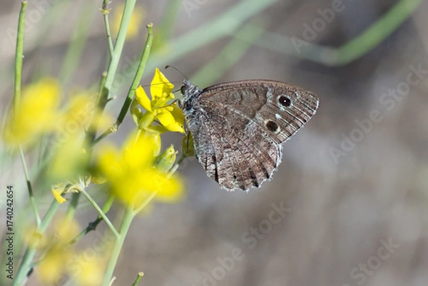 Obraz Ağaç Karameleği » Hipparchia statilinus » Tree Grayling