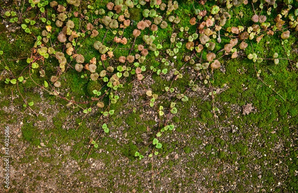 Obraz Moss on the ground