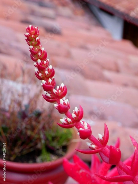 Obraz Red flower in Cuzco