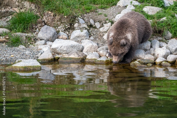 Fototapeta Alaskan brown bear cub drinking from a stream
