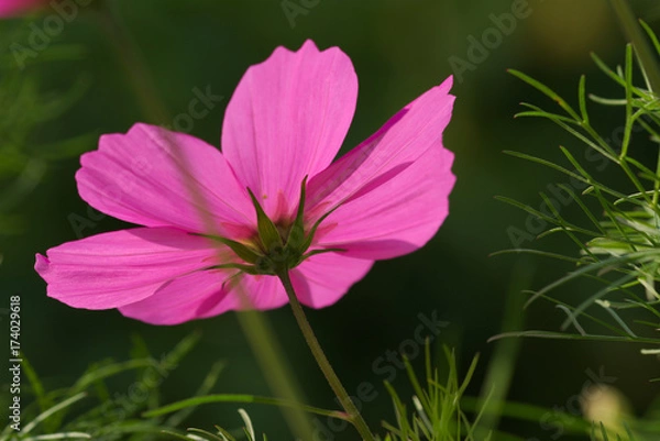 Fototapeta pinke Kosmee