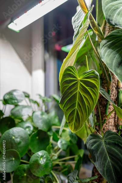 Fototapeta Growing plants under phyto lamp on window at home in winter season. Closeup of LED lamp for supplementary lighting of Philodendron Splendid, Pilea peperomioides. Plant care, additional illumination.