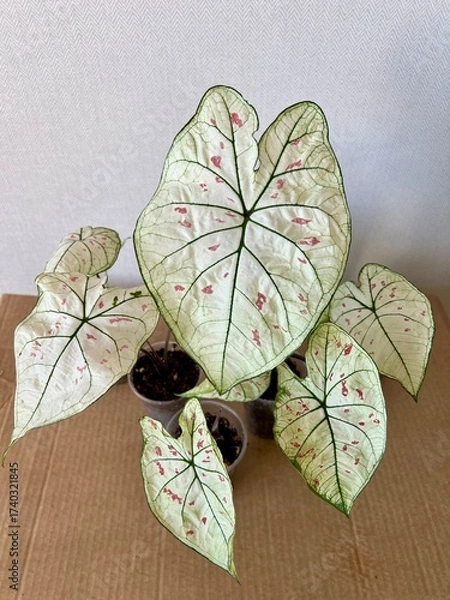 Obraz Caladium Strawberry Star . This plant is native to the tropical regions of South America. The leaves have random sprinkles of strawberry red freckles.