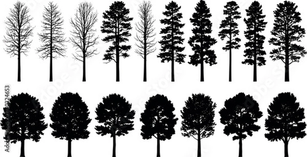 Fototapeta Silhouette comparison of leafless and leafy trees in seasonal transition, showcasing diverse species and foliage shapes for nature design use
