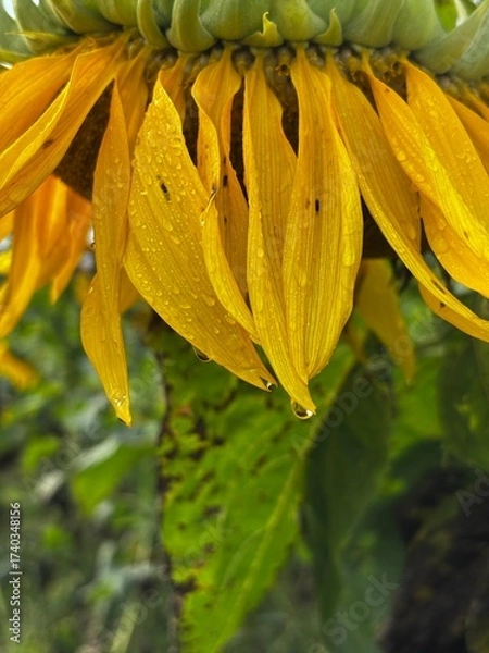 Fototapeta macro closeup of giant sunflower with yellow petals and honey bees