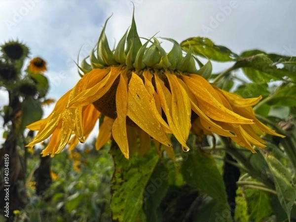 Obraz macro closeup of giant sunflower with yellow petals and honey bees