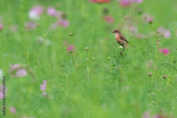 Fototapeta Common Stonechat eats insects in the cosmos field and nourish them on the way back to Southeast Asia