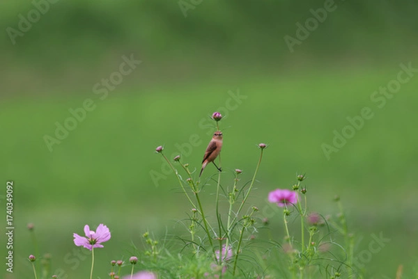 Fototapeta Common Stonechat eats insects in the cosmos field and nourish them on the way back to Southeast Asia