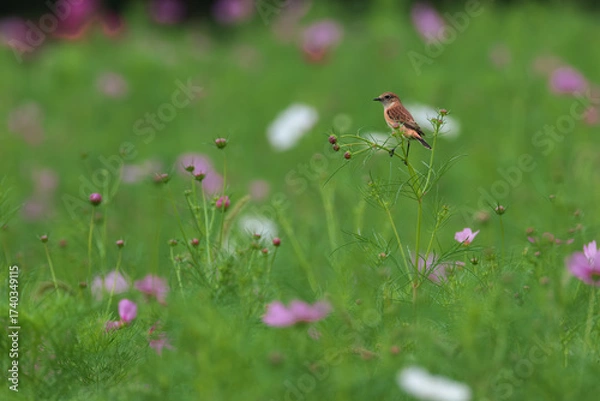 Fototapeta Common Stonechat eats insects in the cosmos field and nourish them on the way back to Southeast Asia