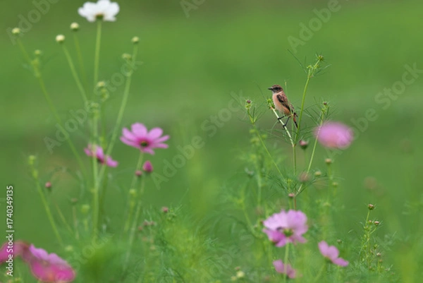 Fototapeta Common Stonechat eats insects in the cosmos field and nourish them on the way back to Southeast Asia