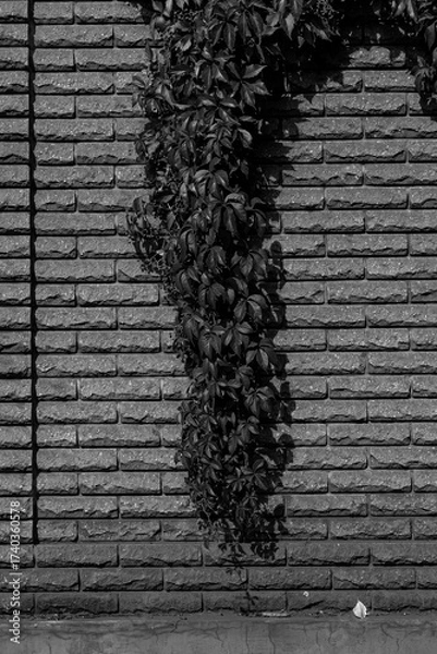 Fototapeta Black and white close-up of a stone brick wall with a thick, vertical stream of ivy or wild vine growing down its center, creating a strong natural and architectural contrast.

