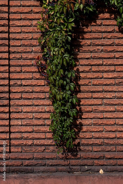 Fototapeta A vertical strip of deep green Virginia creeper (Parthenocissus) with berries hanging down a textured red brick wall in sunlight. High contrast and natural background.

