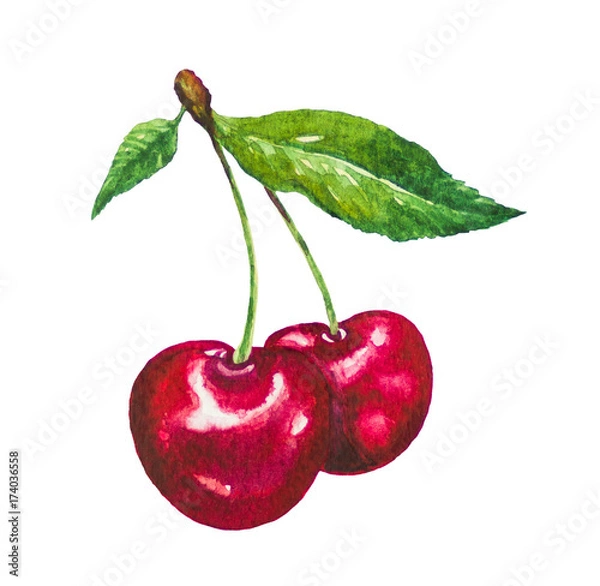 Obraz Cherry fruit painting.Painted with watercolor.