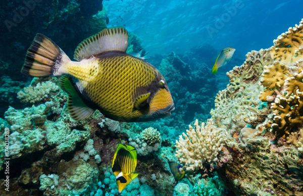 Obraz Riesen-Drückerfisch im Korallenriff