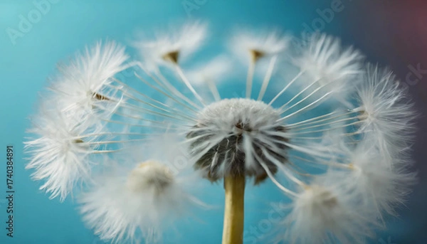 Obraz dandelion on blue background