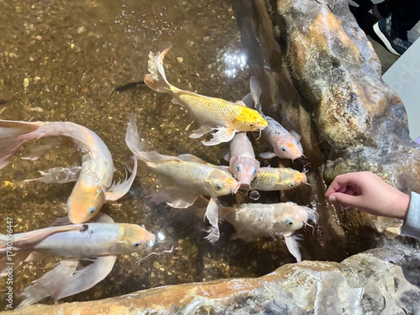 Fototapeta Colorful koi fish swimming in a clear pond, with a hand reaching out to feed them, showcasing interaction between humans and aquatic life in a serene environment