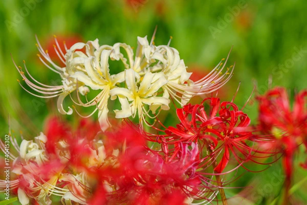 Fototapeta 白色の彼岸花（愛知県半田市）