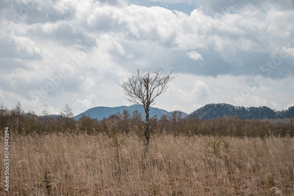 Obraz 冬の戦場ヶ原