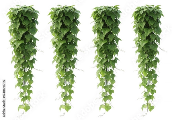 Obraz Lush green hanging vines isolated on a transparent background
