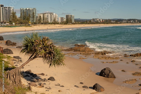 Obraz Small pandanus tree in the foreground, with the sandy Kirra Beach, Gold Coast, Queensland, Australia, behind.