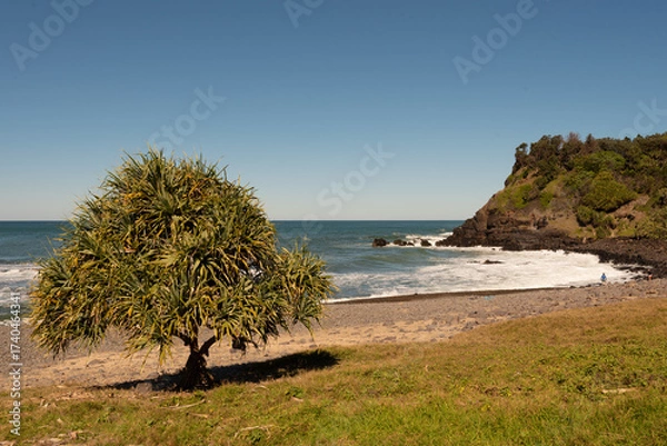 Fototapeta Pandanus tree with unripe fruit behind the sandy Rocky Point Beach, New South Wales, Australia. 