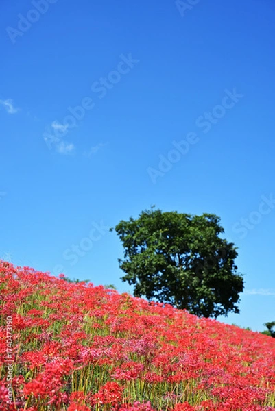 Obraz 見上げる満開の彼岸花