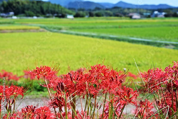 Obraz 田んぼに咲く彼岸花