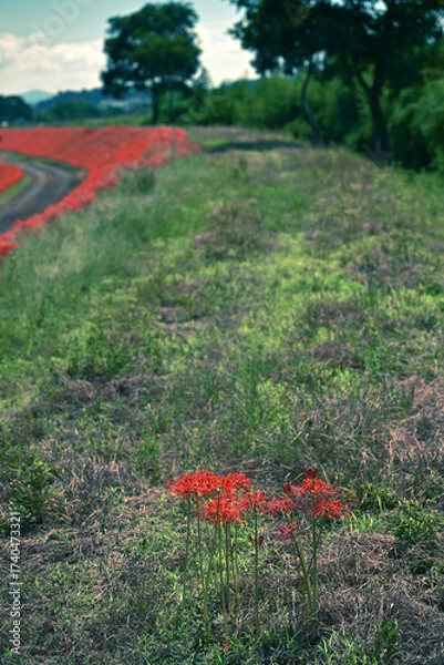 Obraz 畦道に咲く彼岸花
