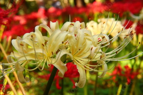Fototapeta Vivid White ＆ Red Spider Lily Macro