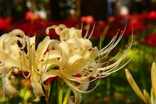 Fototapeta Vivid White ＆ Red Spider Lily Macro