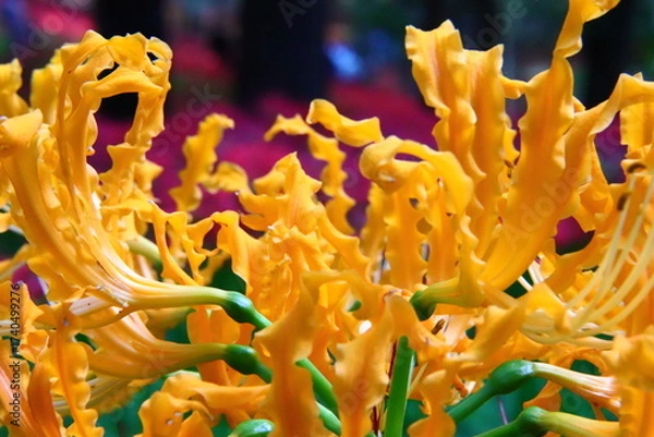 Obraz Vivid Yellow Spider Lily Macro