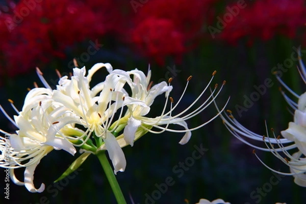 Fototapeta Vivid White ＆ Red Spider Lily Macro