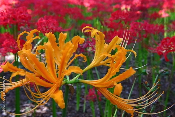 Obraz Vivid Yellow Spider Lily Macro