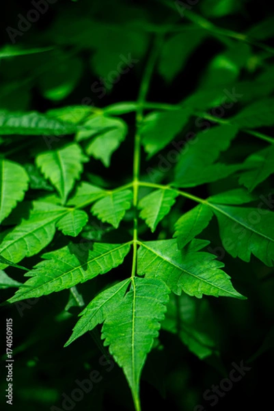 Fototapeta New top leaf of neem tree